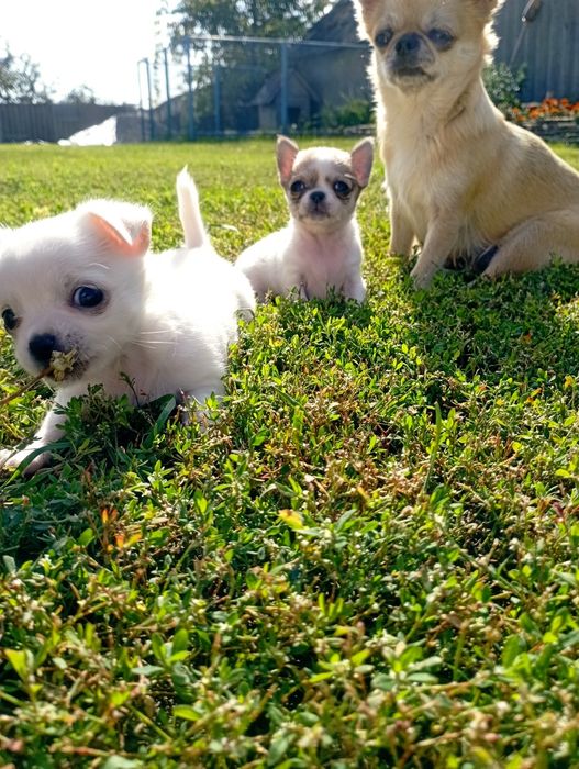 Щенки чихуахуа, мини