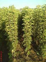 Саджанці груші. Купити саджанці