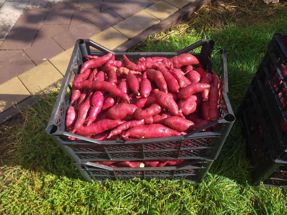 Клубні батату врожаю 2025 р.