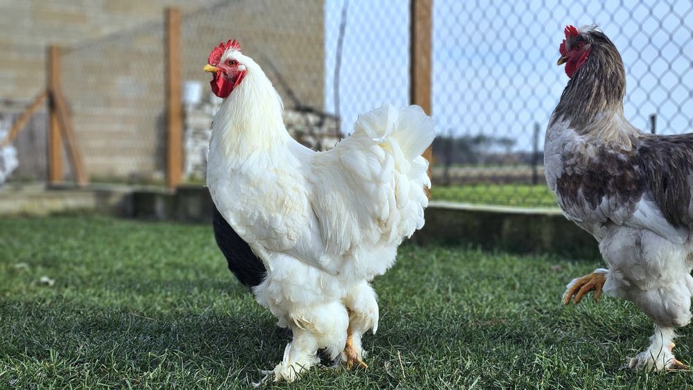 Kochin olbrzymi kogut