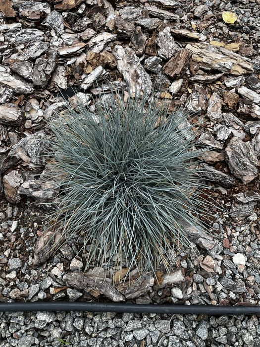 Овсянница сизая / голуьая