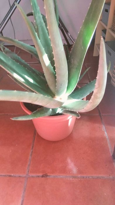 Planta aloe grande