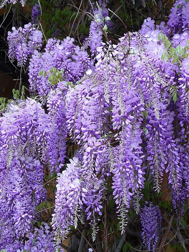 Bonsai Glicínia (wisteria)