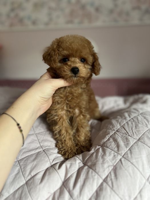 Pudelek toy chłopak gotowy do zmiany domu