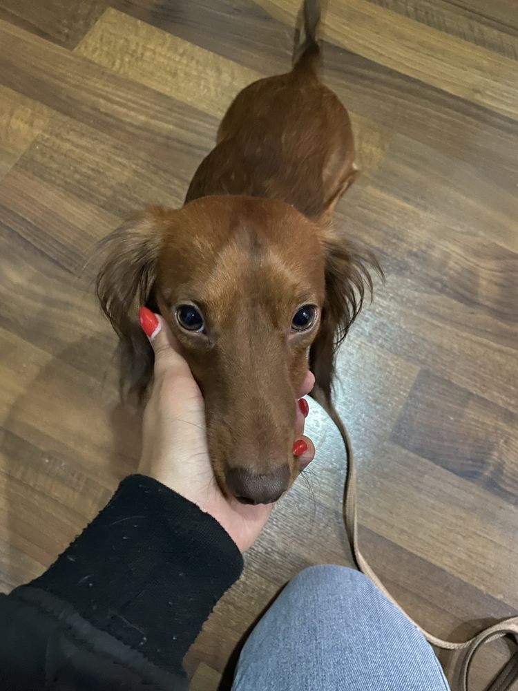 Teckel (Dachshund] para acasalar