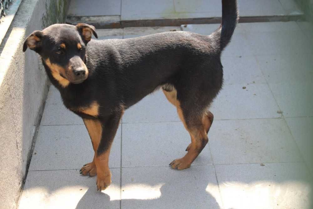 004626 Buc do adopcji