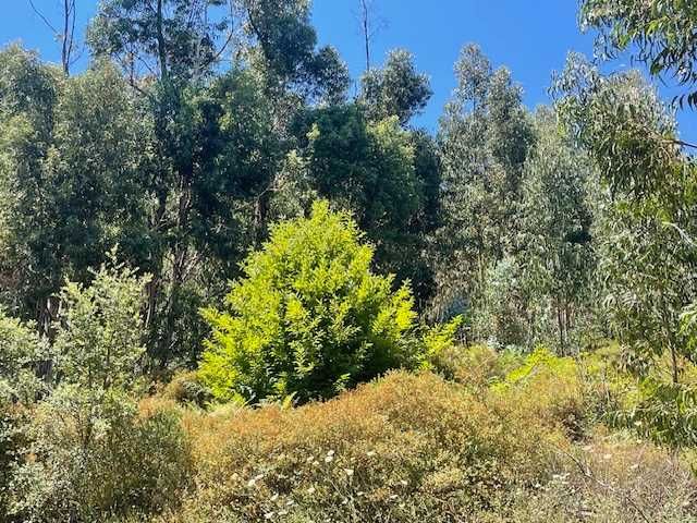 Terreno na Foia, Monchique