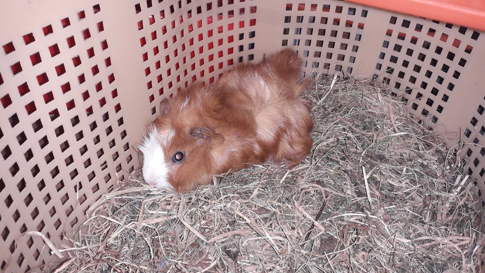 Морська свинка,  розетка