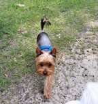 Yorkshire Terrier srebrno - złoty - Amorek - Paszport