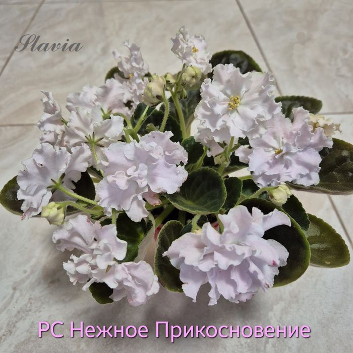 Сортові фіалки (фиалки, сенполії, сенполии)