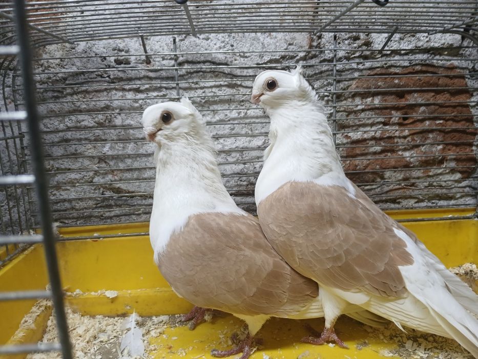 Para newkow  żółtych