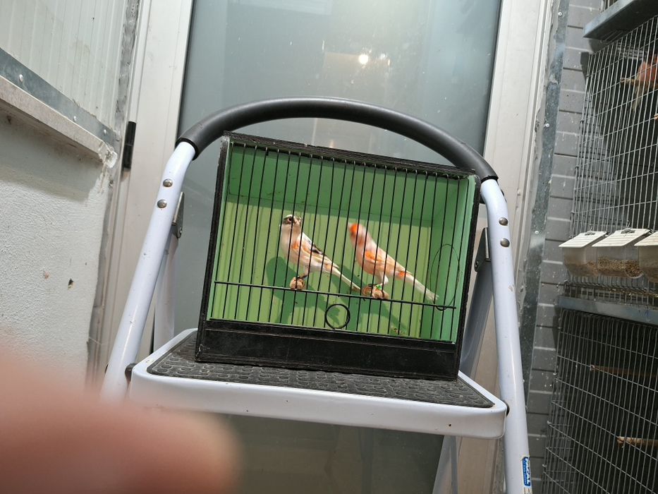 Canarios alecrim portugues