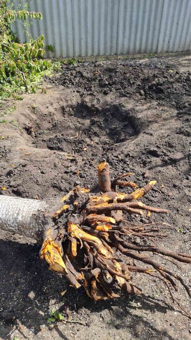 Спил дерев,обрізка гілок,прибирання території.