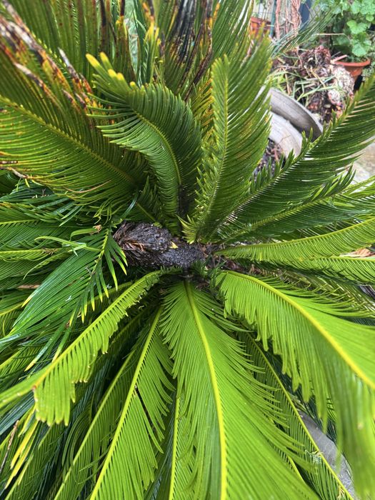 Syca ( já arrancada)