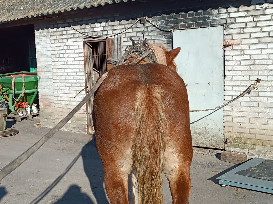 Klacz zimnokrwista 3.5 roku