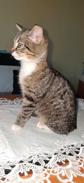 Oddam koty w dobre ręce