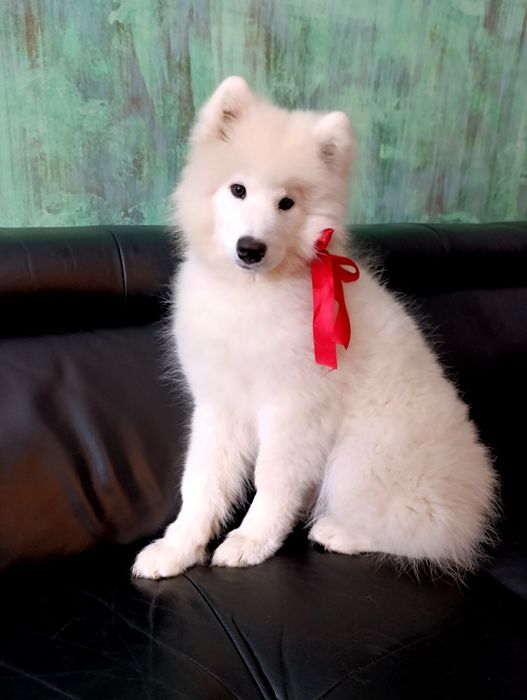 Samoyed - ostatnia!