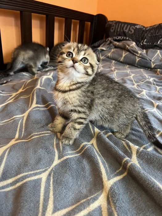 Шотландські кошенята
ред.