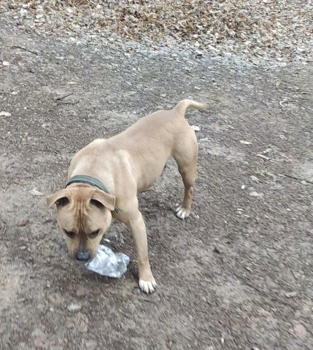 Безплатно собака Піт-Буль в хороші руки