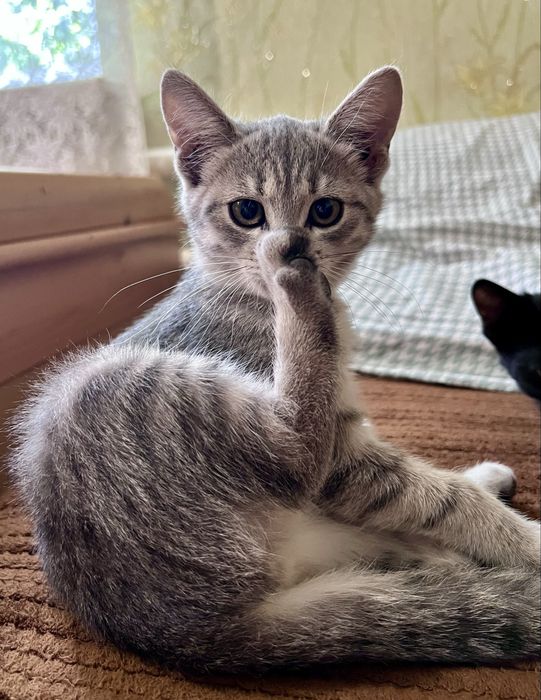 Віддам кошеня у добрі ручки