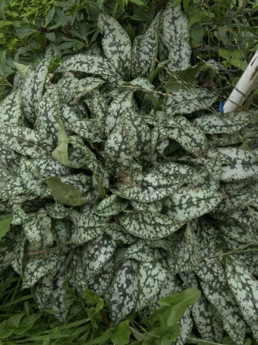 Вуличні і домашні рослинки, все по 50 гр.