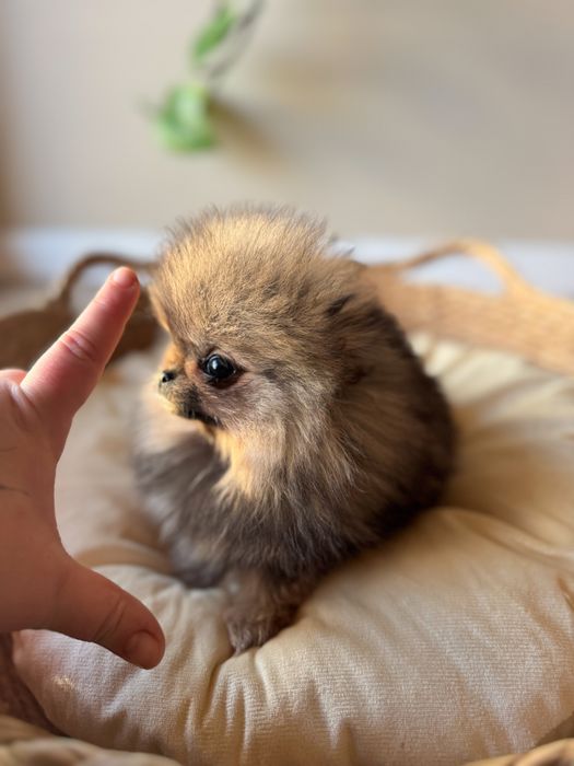 Xxxs pomeranian chlopiec