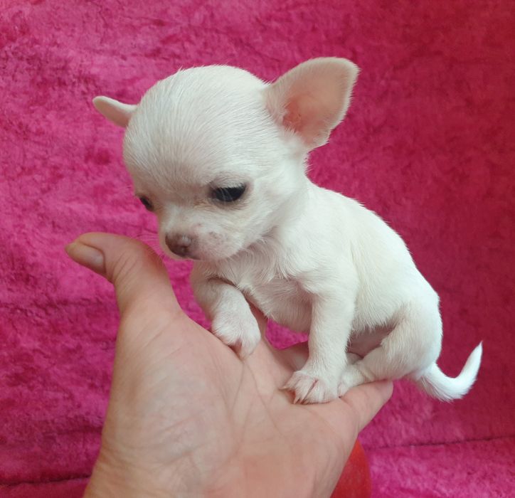 Приглашаем на вязку мини чихуахуа