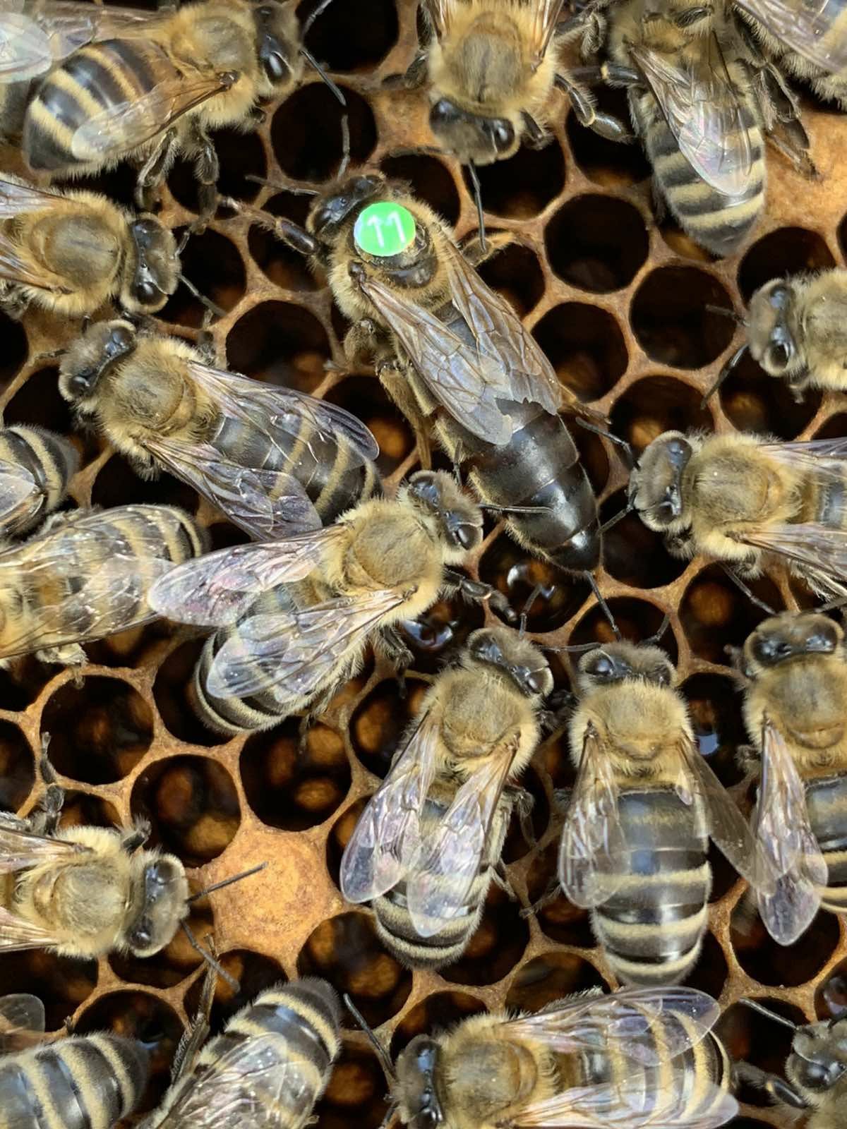 Бджоломатки Карпатка 2024