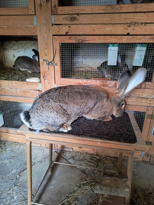 Olbrzym belgijski samica