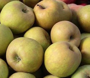 Jabłka z własnego sadu 20 kg, szara reneta 20 kg