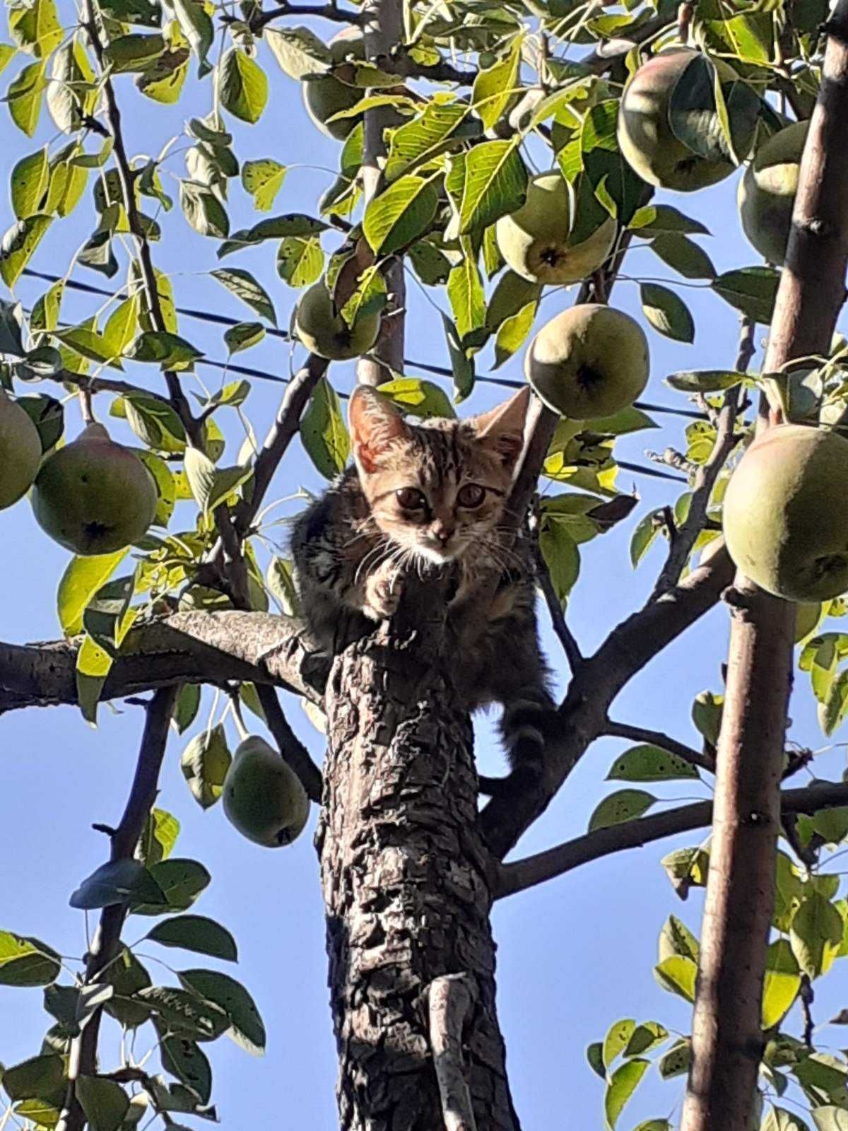Кошенята в добрі руки