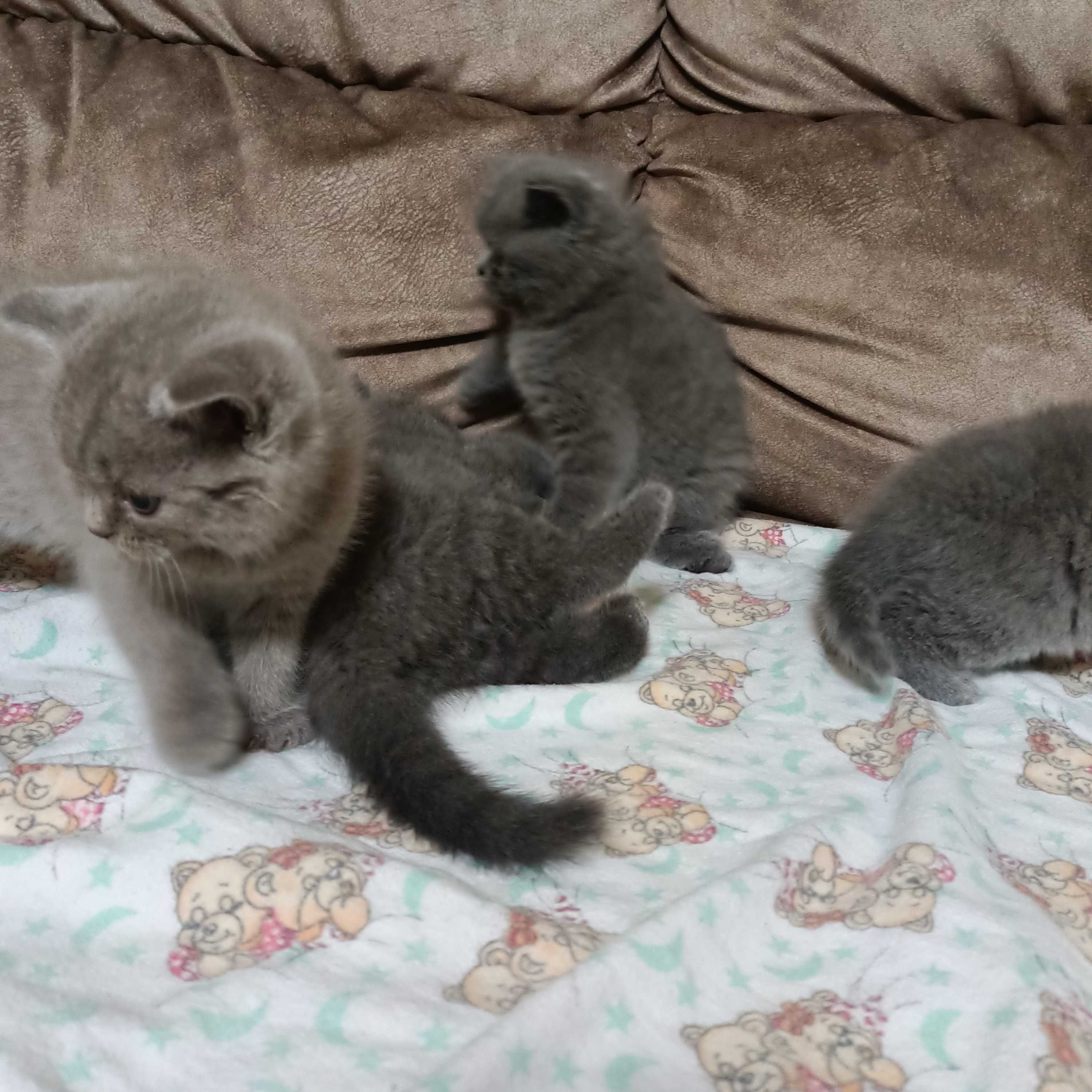 Британські кошенята