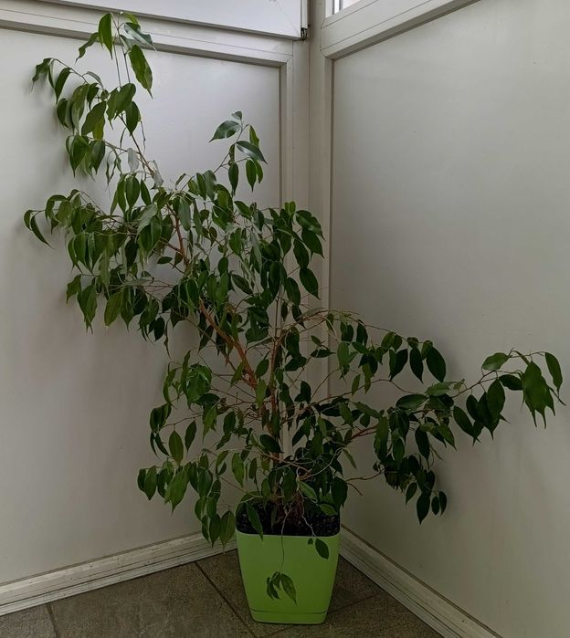 Фикус Бенджамина