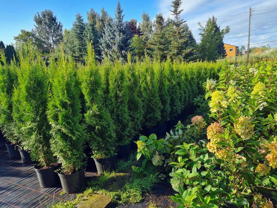 Tuja Szmaragd Szmaragdowa Tuje Szmaragdy 150CM Wys hodowane w doniczce