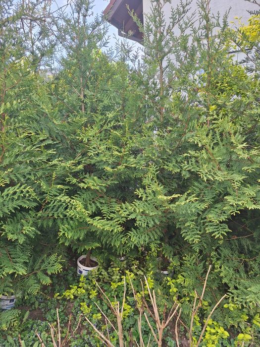 Tutaj szmaragd okazja