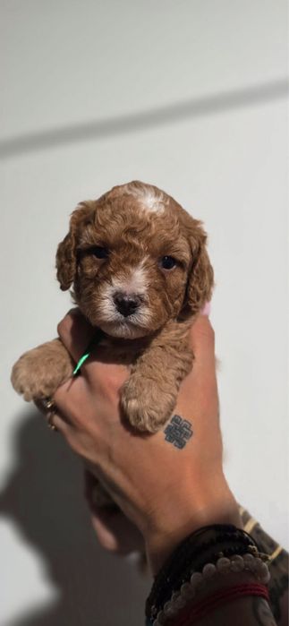 Cavapoo bardzo ciemny chlopiec szkolenie badania wyprawka rodowód