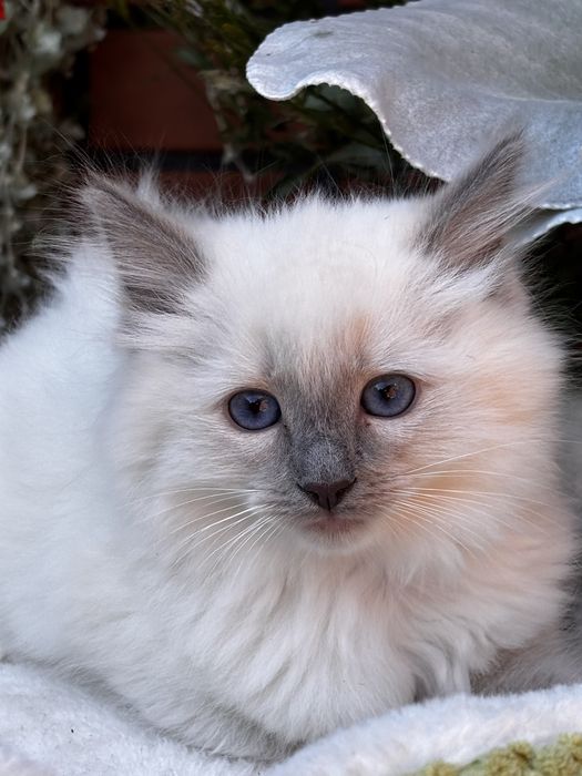 Kotka Ragdoll - Ochra