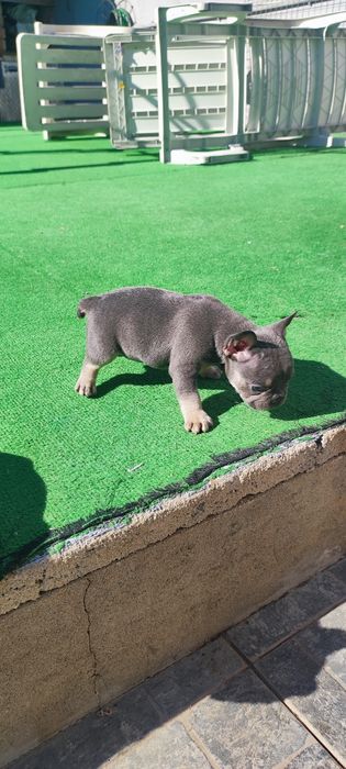 Bulldog francês fêmea blue tan