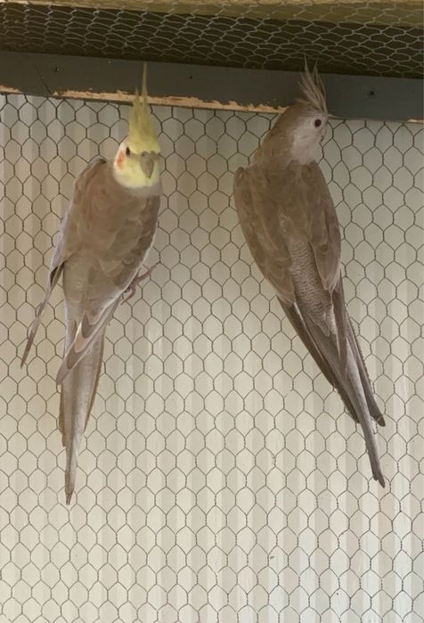 2 casais de caturras