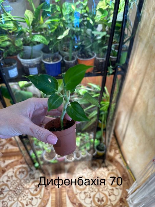 Розпродаю свою колекцію квітів