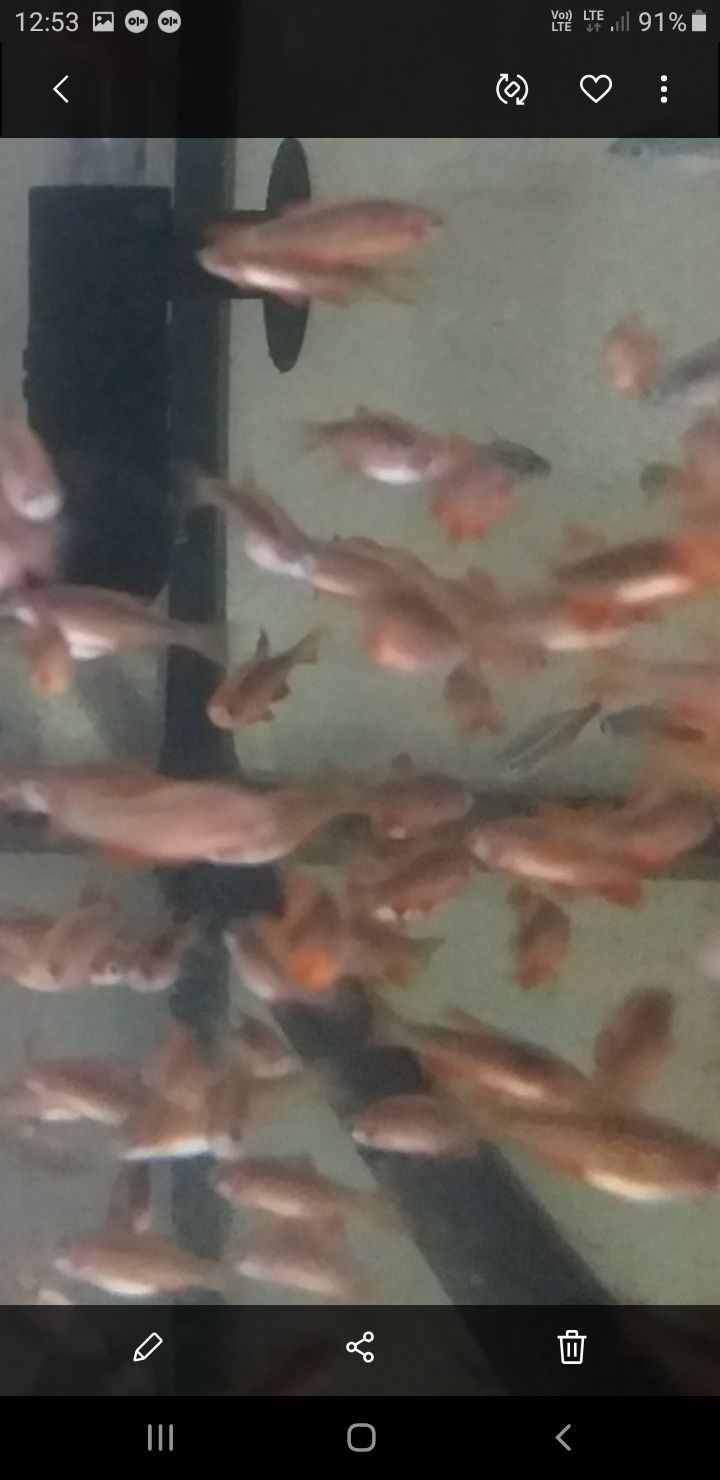 Danio perłowe (razbora Galaxy)