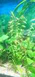 Rośliny akwariowe, Ludwigia Repens (czerwona. rubinowa)