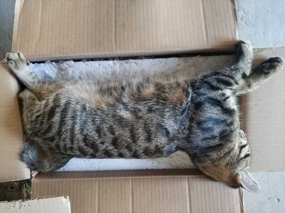 Пропав котик Соф.Борщагівка, шукаю, Винагорода 10000грн