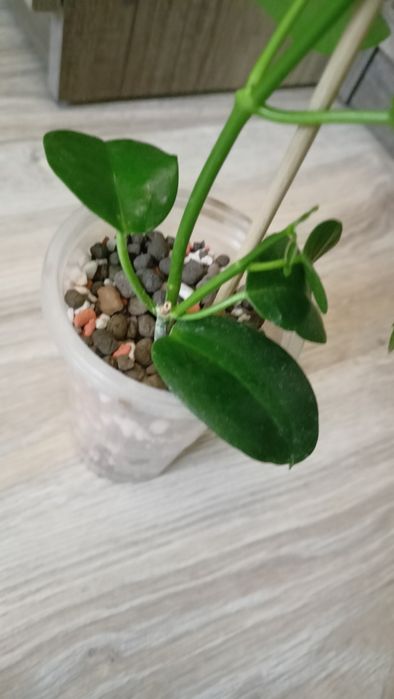 Hoya Ariadna rosnąca