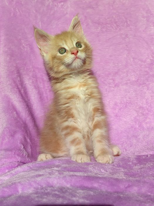 Кошенята породи Мейн-кун