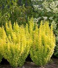 Berberis thunbergii Golden Rocket berberys Thunberga Golden Rocket