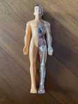 Corpo humano miniatura