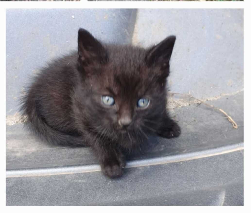 Kot koty kociaki kotek kotki