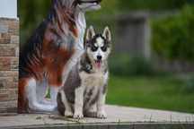 Siberian Husky piesek