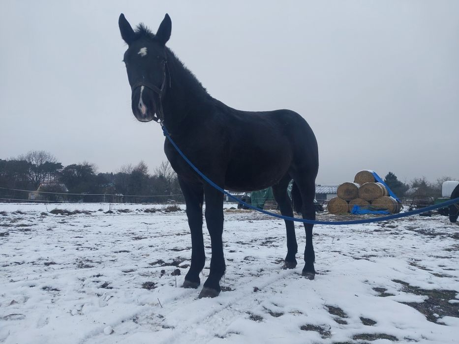 Ogierek zimnokrwisty